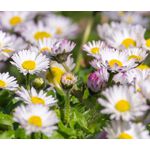 Daisy Mount Atlas Spring Carpet Seeds- Anacyclus Depressus