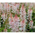 Foamflower Seeds - Tiarella Wherryi