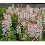 Foamflower Seeds - Tiarella Wherryi 2