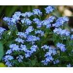 Forget Me Not Seeds - Myosotis Sylvatica 3