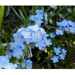 Forget Me Not Bulk Seeds - Myosotis Sylvatica 2
