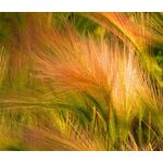 Foxtail Barley Seeds - Hordeum Jubatum
