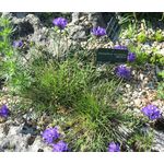 Grassy Bells Blue Seeds - Edraianthus Tenuifolius 2