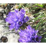 Grassy Bells Blue Seeds - Edraianthus Tenuifolius