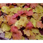 Heuchera Coral Bells Mix Seeds - Heuchera H.americana x villosa x H.micrantha