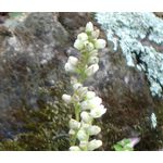 Heuchera Coral Bells Roundleaf Alumroot Seeds - Heuchera Cylindrica