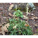 Heuchera Coral Bells Roundleaf Alumroot Seeds - Heuchera Cylindrica 2