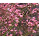 Heuchera Coral Bells Sandia Mountain Alumroot Seeds - Heuchera Pulchella