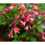 Heuchera Coral Bells Bressingham Hybrids Seeds - Heuchera Sanguinea