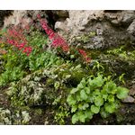 Heuchera Coral Bells Bressingham Hybrids Seeds - Heuchera Sanguinea 2