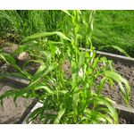 Job's Tears Grass Seeds - Coix Lacryma-Jobi 3