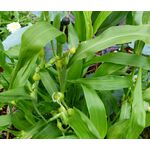 Job's Tears Grass Seeds - Coix Lacryma-Jobi 2