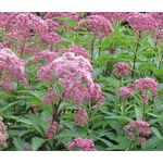 Joe Pye Weed Spotted Seeds - Eupatorium Maculatum 3