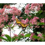 Joe Pye Weed Spotted Seeds - Eupatorium Maculatum 2