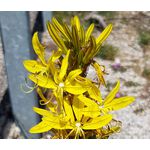 King's Spear Seeds - Asphodeline Lutea 2