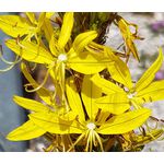 King's Spear Seeds - Asphodeline Lutea