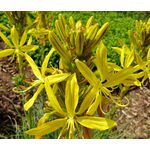 King's Spear Seeds - Asphodeline Lutea 3