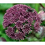 Angelica Korean Seeds - Angelica Gigas