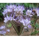 Lacy Phacelia Seeds - Phacelia Tanacetifolia