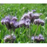 Lacy Phacelia Seeds - Phacelia Tanacetifolia 2