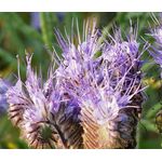 Lacy Phacelia Seeds - Phacelia Tanacetifolia 3