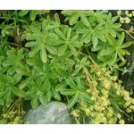 Lady's Mantle Alpine Seeds - Alchemilla Alpina