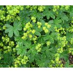 Lady's Mantle Silky Gold Strike Seeds - Alchemilla Sericata