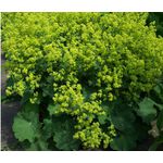 Lady's Mantle Select Robustica Seeds - Alchemilla Mollis