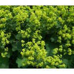 Lady's Mantle Select Robustica Seeds - Alchemilla Mollis 2