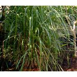 Lemon Grass East Indian Seeds - Cymbopogon Flexuosus