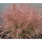 Love Grass Purple Seeds - Eragrostis Spectabilis