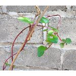 Malabar Spinach Red Stem Seeds - Basella Rubra 2