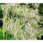 Mauritania Vine Reed Rope Grass Seeds - Ampelodesmos Mauritanicus