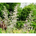 Mauritania Vine Reed Rope Grass Seeds - Ampelodesmos Mauritanicus 2