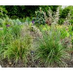 Mauritania Vine Reed Rope Grass Seeds - Ampelodesmos Mauritanicus 3