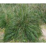 Mauritania Vine Reed Rope Grass Seeds - Ampelodesmos Mauritanicus 4