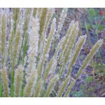 Melic Silky Spike Seeds - Melica Ciliata 2