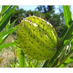 Balloon Plant Seeds - Gomphocarpus Physocarpus