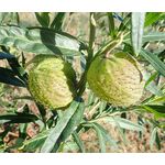 Balloon Plant Seeds - Gomphocarpus Physocarpus 3