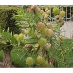 Balloon Plant Seeds - Gomphocarpus Physocarpus 2