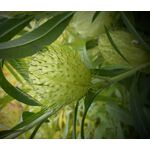 Balloon Plant Seeds - Gomphocarpus Physocarpus 4