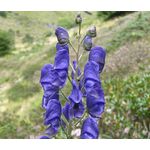 Monkshood Blue Seeds -Aconitum Napellus