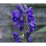 Monkshood Blue Seeds -Aconitum Napellus