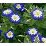 Morning Glory Dwarf Ensign Royal Blue Seeds - Convolvulus Tricolor Minor