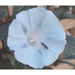Morning Glory Ismay Seeds - Ipomoea Tricolor