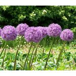 Onion Ornamental Seeds - Allium Aflatunense 2