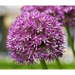 Onion Ornamental Seeds - Allium Aflatunense