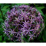 Onion Ornamental Star of Persia Seeds - Allium Christophii