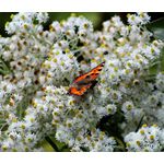 Pearly Everlasting Summer Snow Seeds - Anaphalis Triplinervis