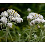 Pearly Everlasting Summer Snow Seeds - Anaphalis Triplinervis  2